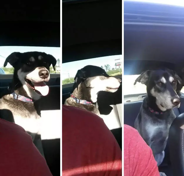 Chiens mignons et hilarants en action - #13 