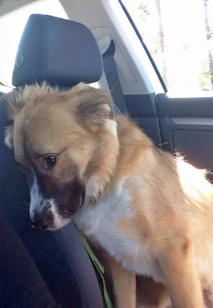 Chiens mignons et hilarants en action - #14 