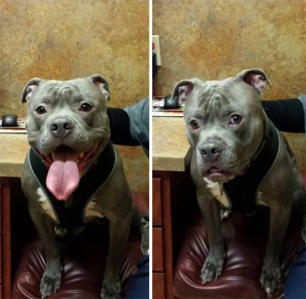 Chiens mignons et hilarants en action - #16 