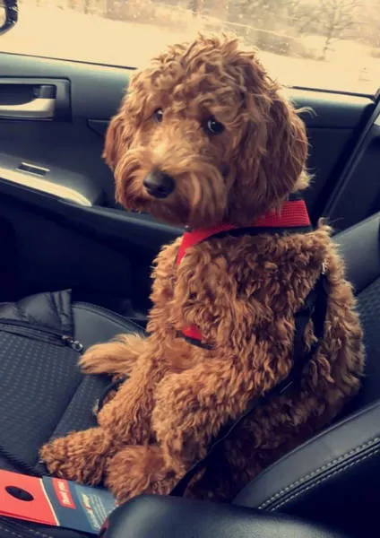 Chiens mignons et hilarants en action - #18 