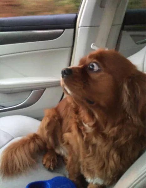 Chiens mignons et hilarants en action - #19 