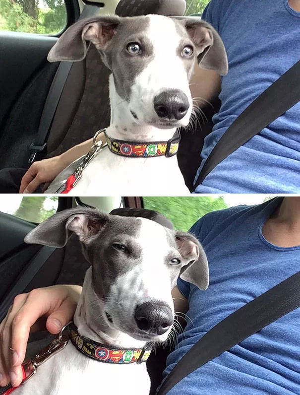Chiens mignons et hilarants en action - #2 
