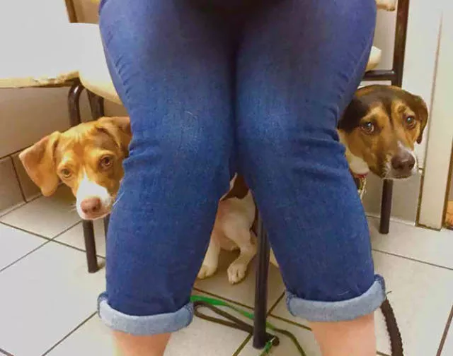 Chiens mignons et hilarants en action - #20 