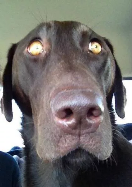 Chiens mignons et hilarants en action - #22 