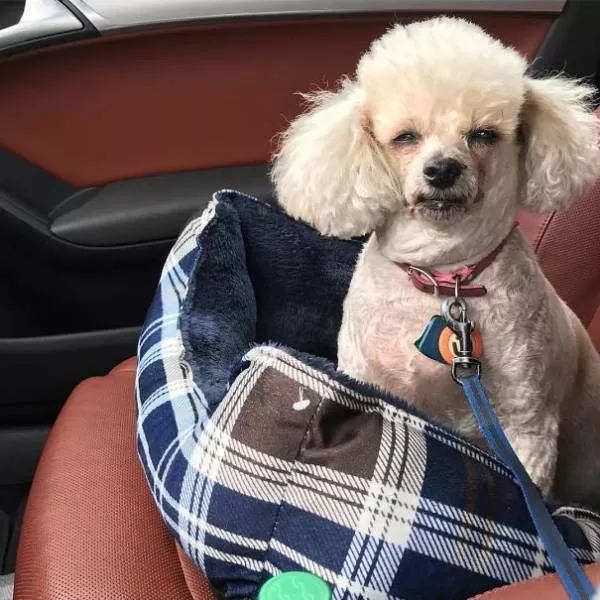 Chiens mignons et hilarants en action - #24 