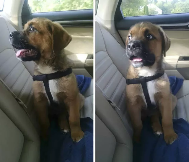 Chiens mignons et hilarants en action - #27 