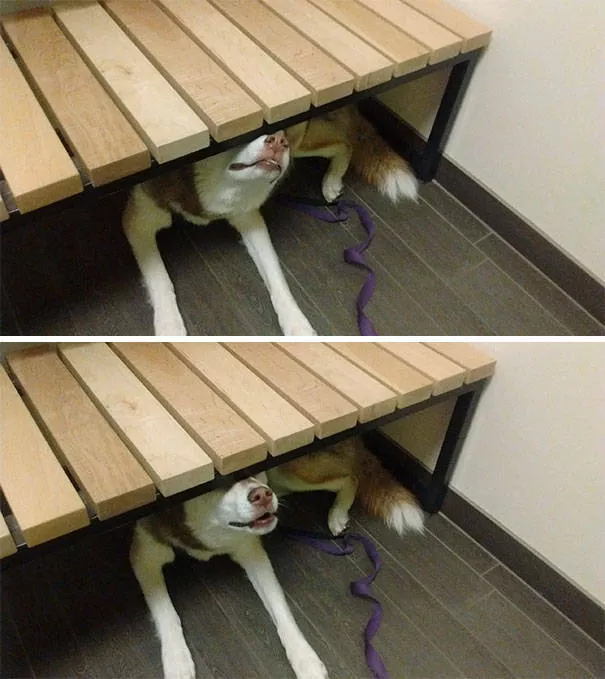 Chiens mignons et hilarants en action - #28 