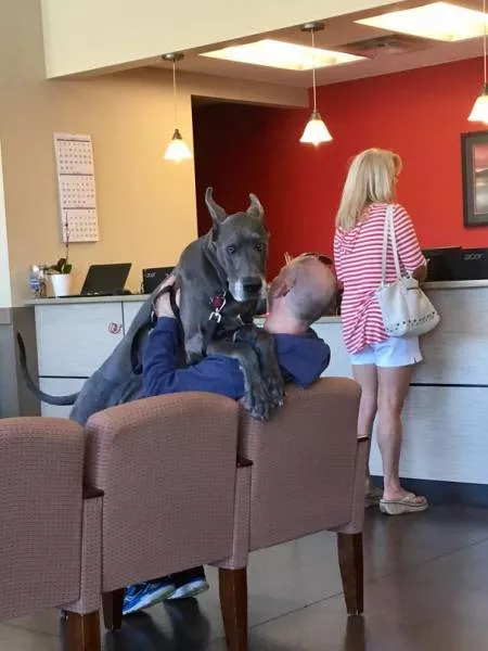 Chiens mignons et hilarants en action - #3 