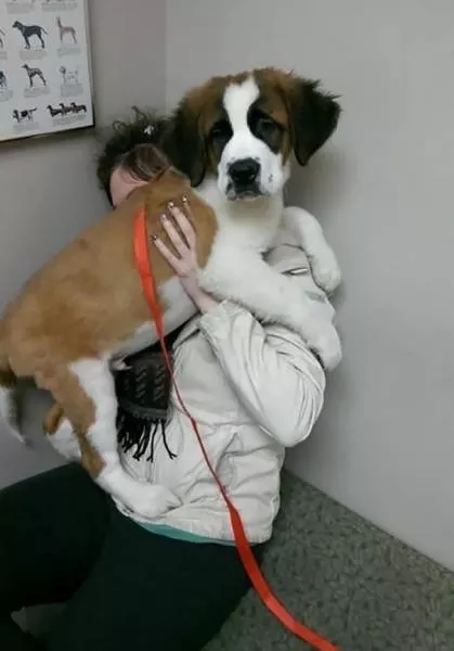 Chiens mignons et hilarants en action - #30 
