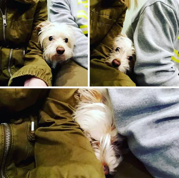 Chiens mignons et hilarants en action - #31 