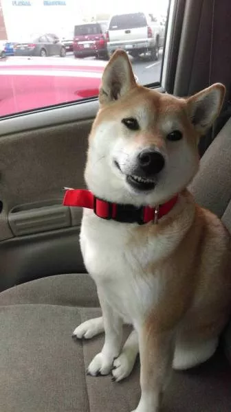 Funny and cute dogs in action - #32 