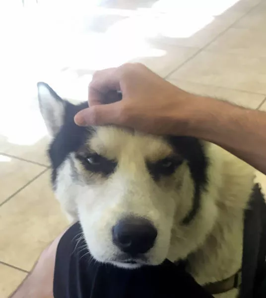 Chiens mignons et hilarants en action - #33 