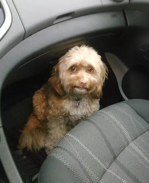 Chiens mignons et hilarants en action - #34 