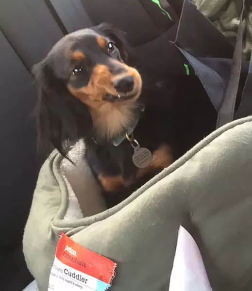 Chiens mignons et hilarants en action - #35 