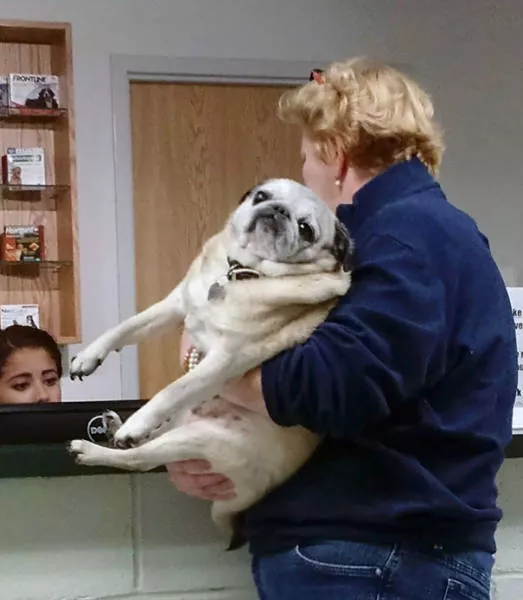 Chiens mignons et hilarants en action - #36 