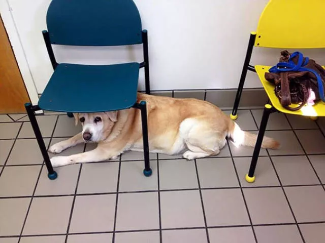 Chiens mignons et hilarants en action - #38 