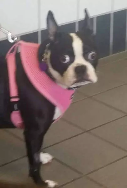Chiens mignons et hilarants en action - #39 