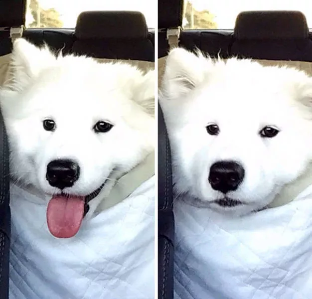 Chiens mignons et hilarants en action - #40 