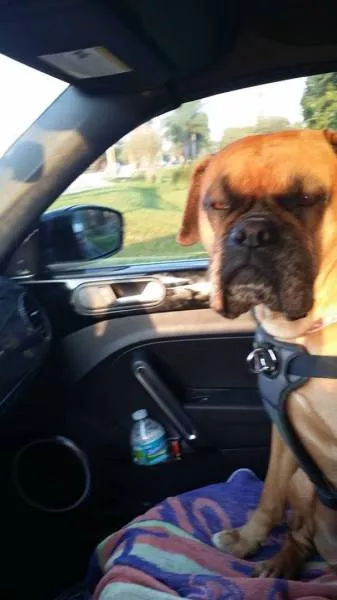 Chiens mignons et hilarants en action - #5 