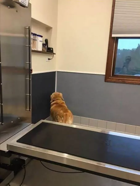 Chiens mignons et hilarants en action - #6 