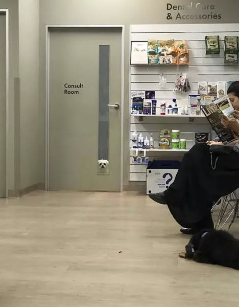 Chiens mignons et hilarants en action - #7 