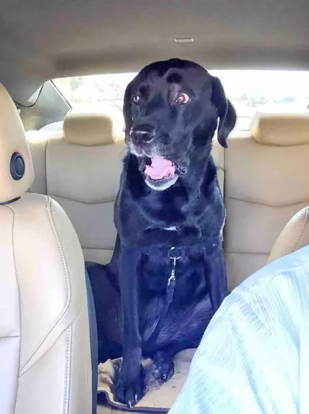 Chiens mignons et hilarants en action - #8 