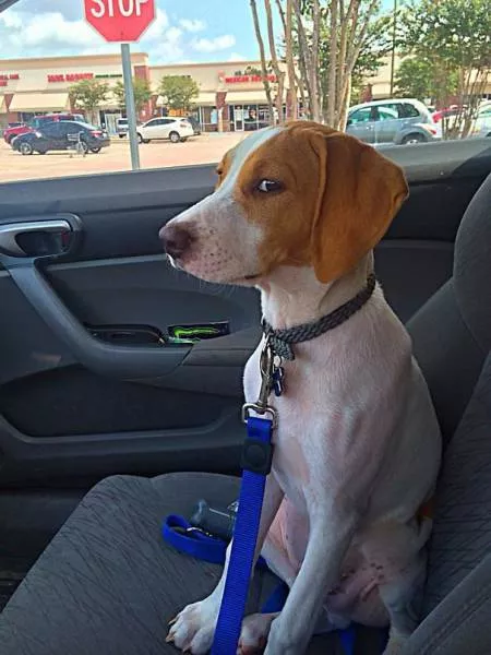 Chiens mignons et hilarants en action - #9 