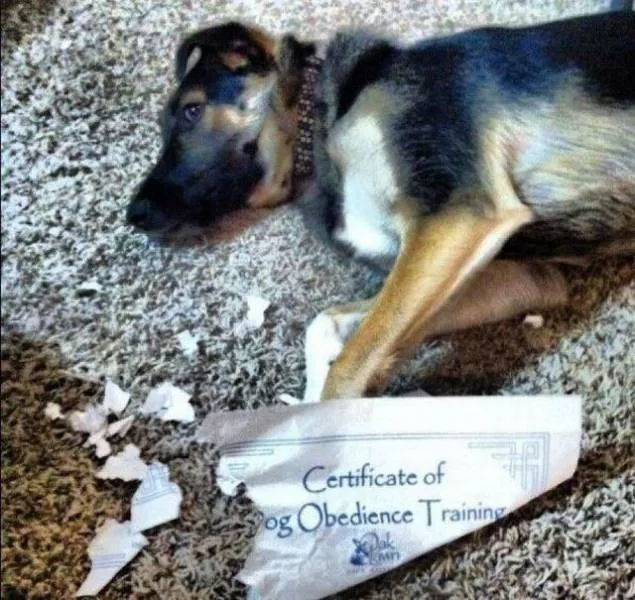 Picdump 255 - #52 