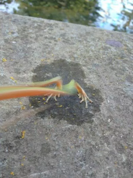 Les photos de timing parfait - #18 