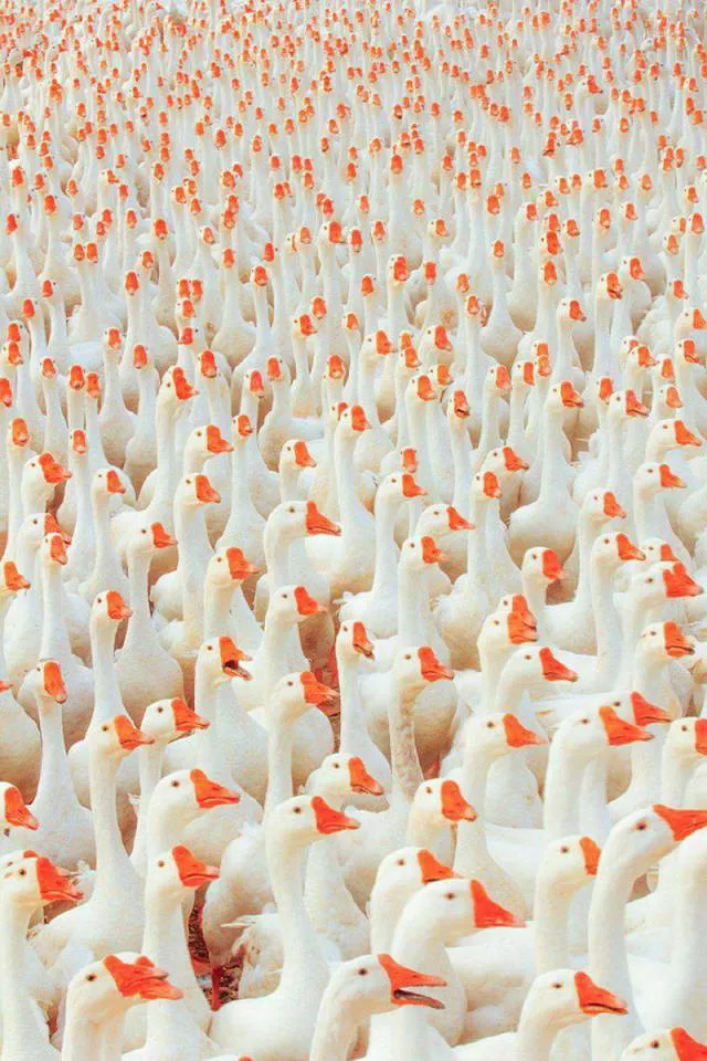 Une collection de photos impressionnantes pour bien demarrer votre semaine - #49 