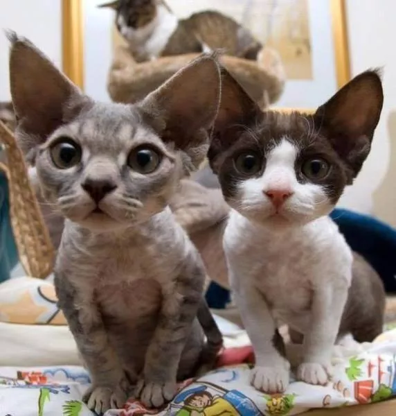 Picdump 50 - #58 