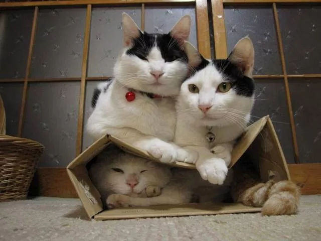 Picdump 259 - #21 