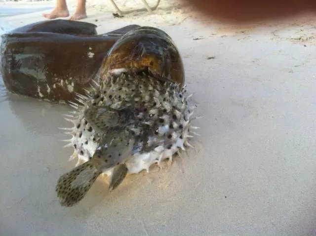 Picdump 259 - #66 