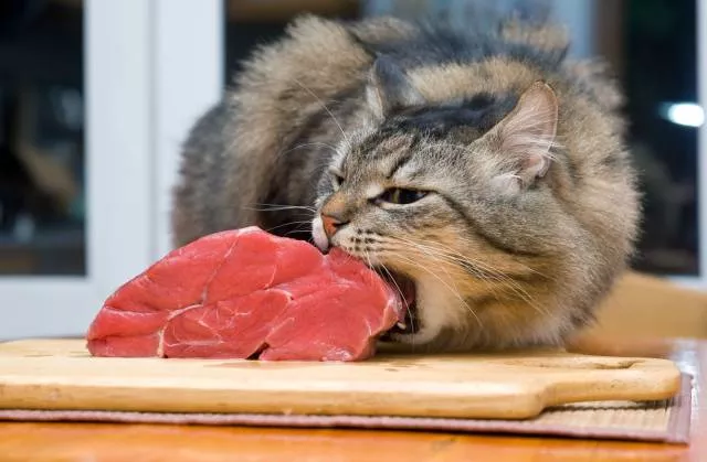 Picdump 260 - #51 