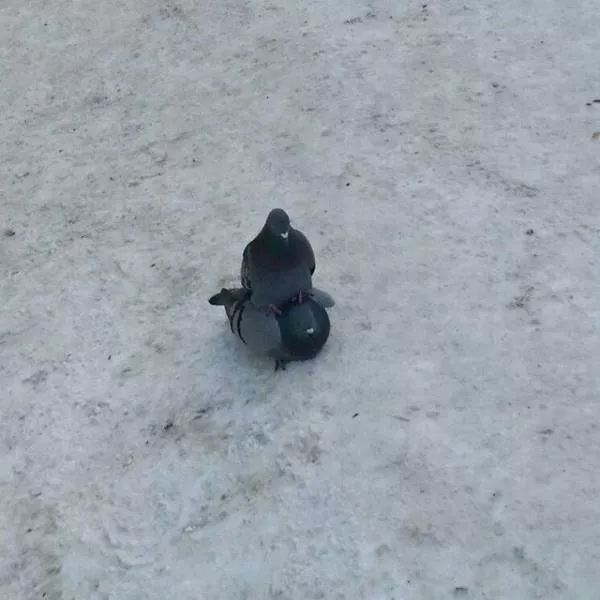 Picdump 260 - #63 