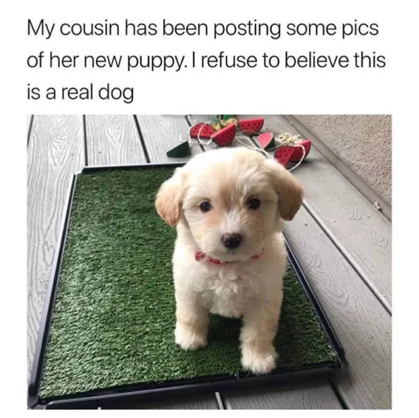 Funny memes - #39 