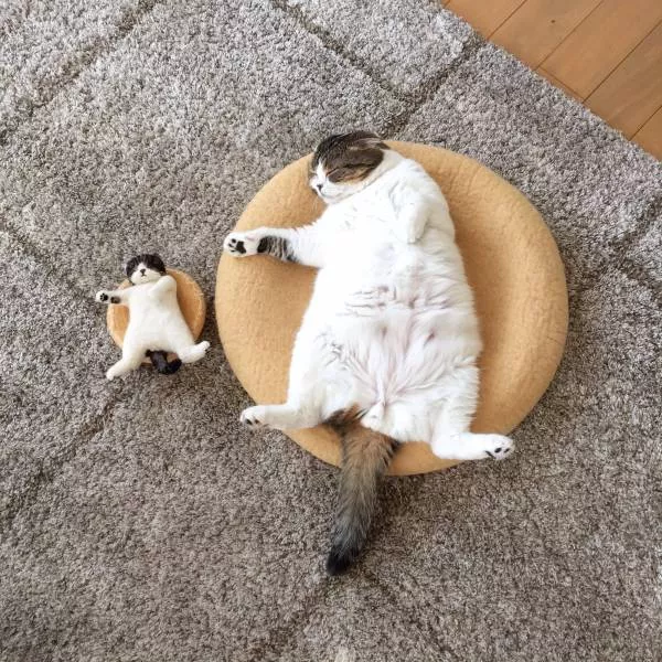 Picdump 263 - #50 