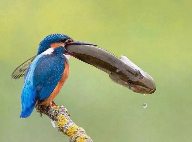 Picdump 264 - #43 
