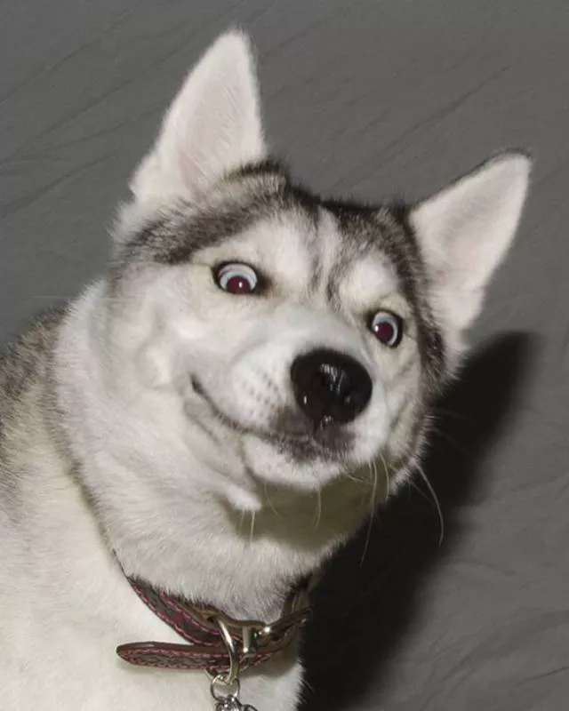 Animals caught in moments of intense emotion - #15 