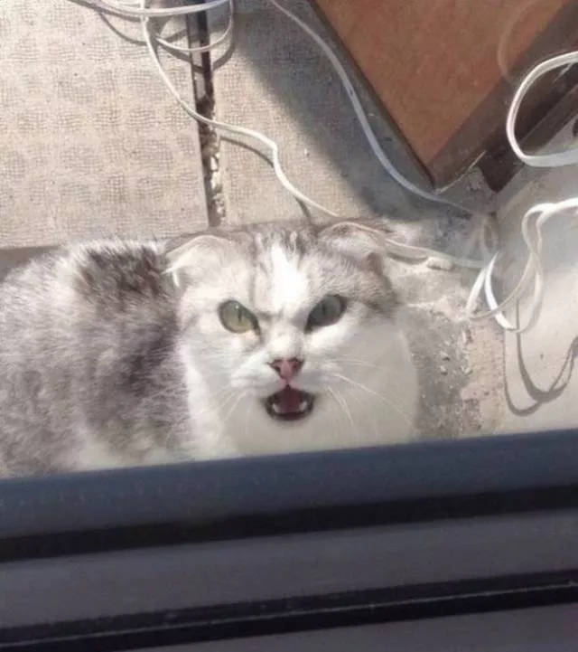 Animals caught in moments of intense emotion - #16 