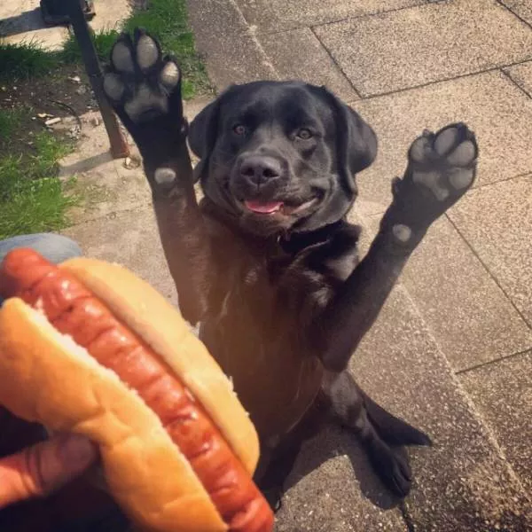 Animaux captures dans des moments demotion intense - #20 