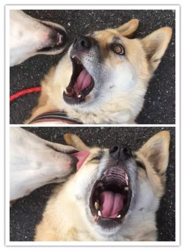 Animals caught in moments of intense emotion - #22 