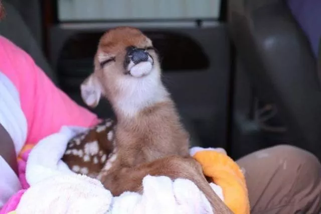Animaux captures dans des moments demotion intense - #23 