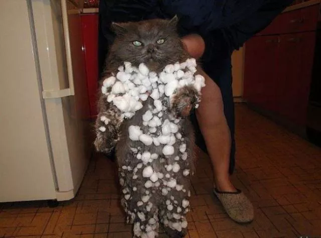 Animaux captures dans des moments demotion intense - #24 
