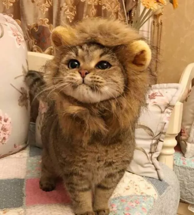 Animals caught in moments of intense emotion - #25 