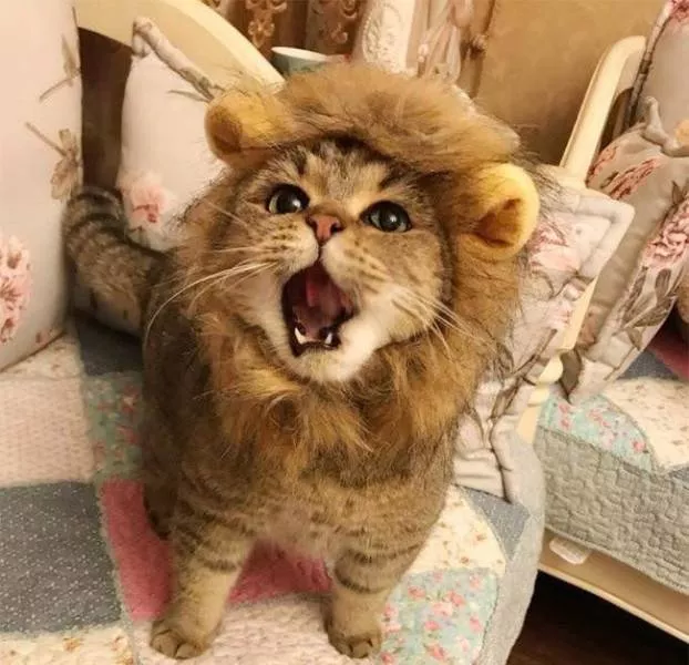Animals caught in moments of intense emotion - #26 