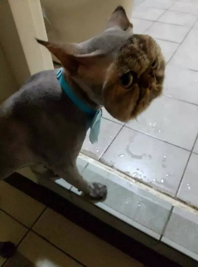 Animaux captures dans des moments demotion intense - #3 