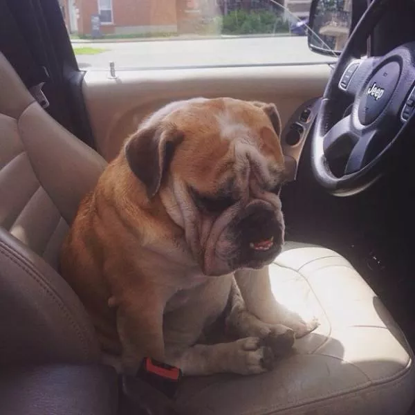 Animals caught in moments of intense emotion - #5 