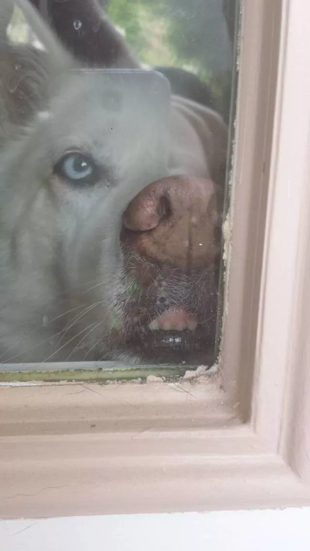 Animals caught in moments of intense emotion - #7 