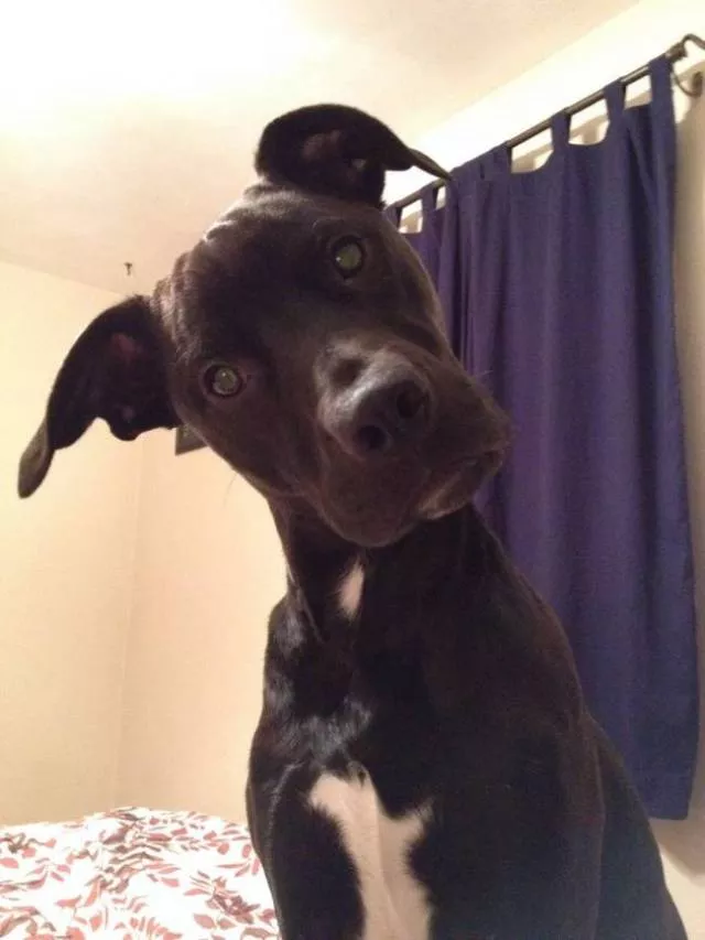 Animals caught in moments of intense emotion - #8 